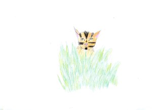 Netsi, P6a Brunstfield011