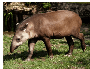 tapir1