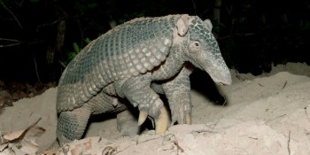 Giant Armadillo (Priodontes maximus) Wild, Pantanal, Brazil