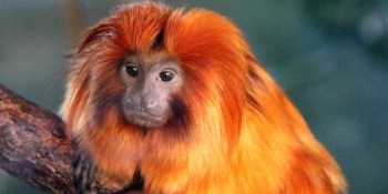 golden lion tamarin_2