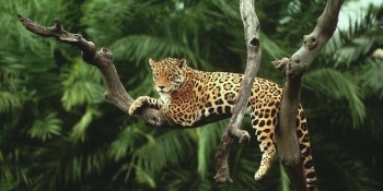jaguar in tree_2