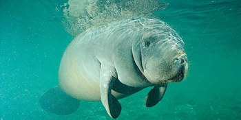 manatee